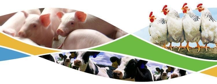 Les bétail alimentent la La nutrition